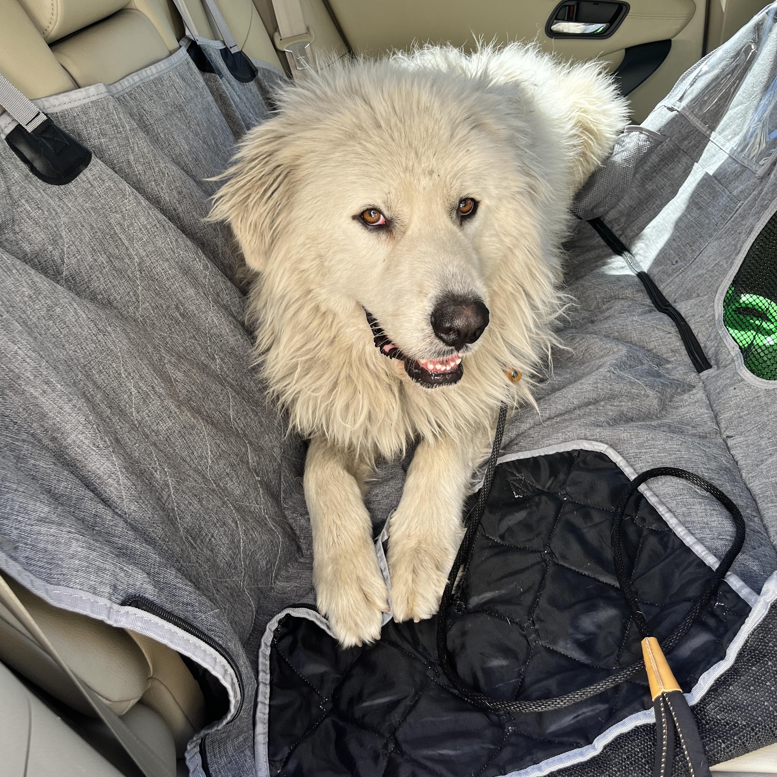 Bruce — thumbnail 5