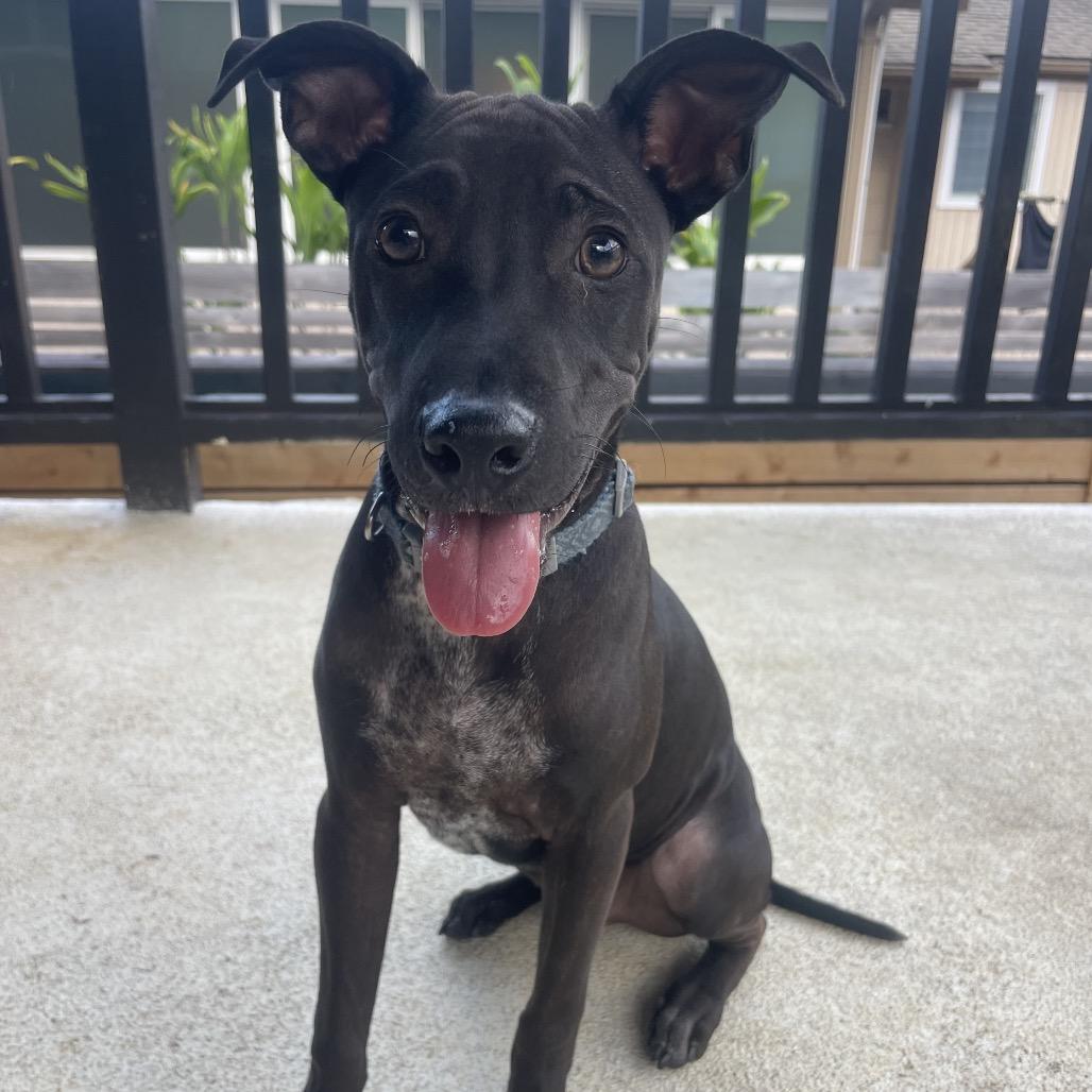 Puppy, Adoptable, Young Male Terrier.