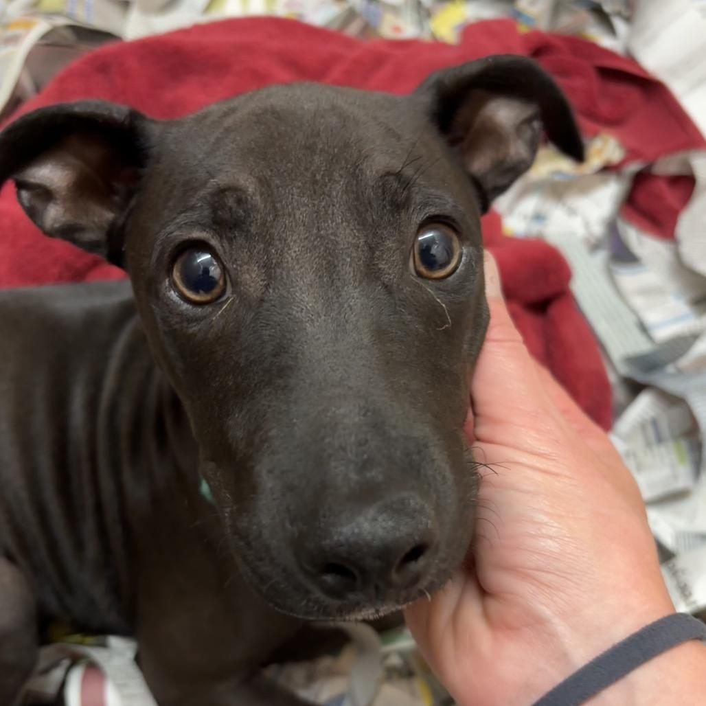 Enlarge Puppy, a Adoptable Terrier in Wahiawa, HI image 2/3