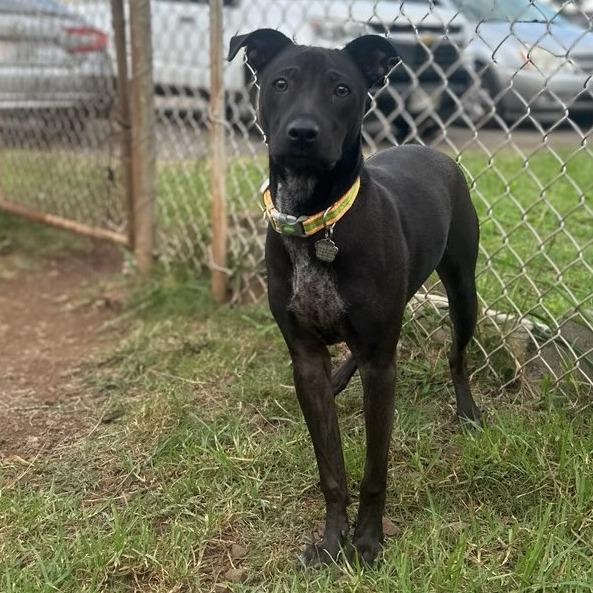 Enlarge Puppy, a Adoptable Terrier in Wahiawa, HI image 3/3