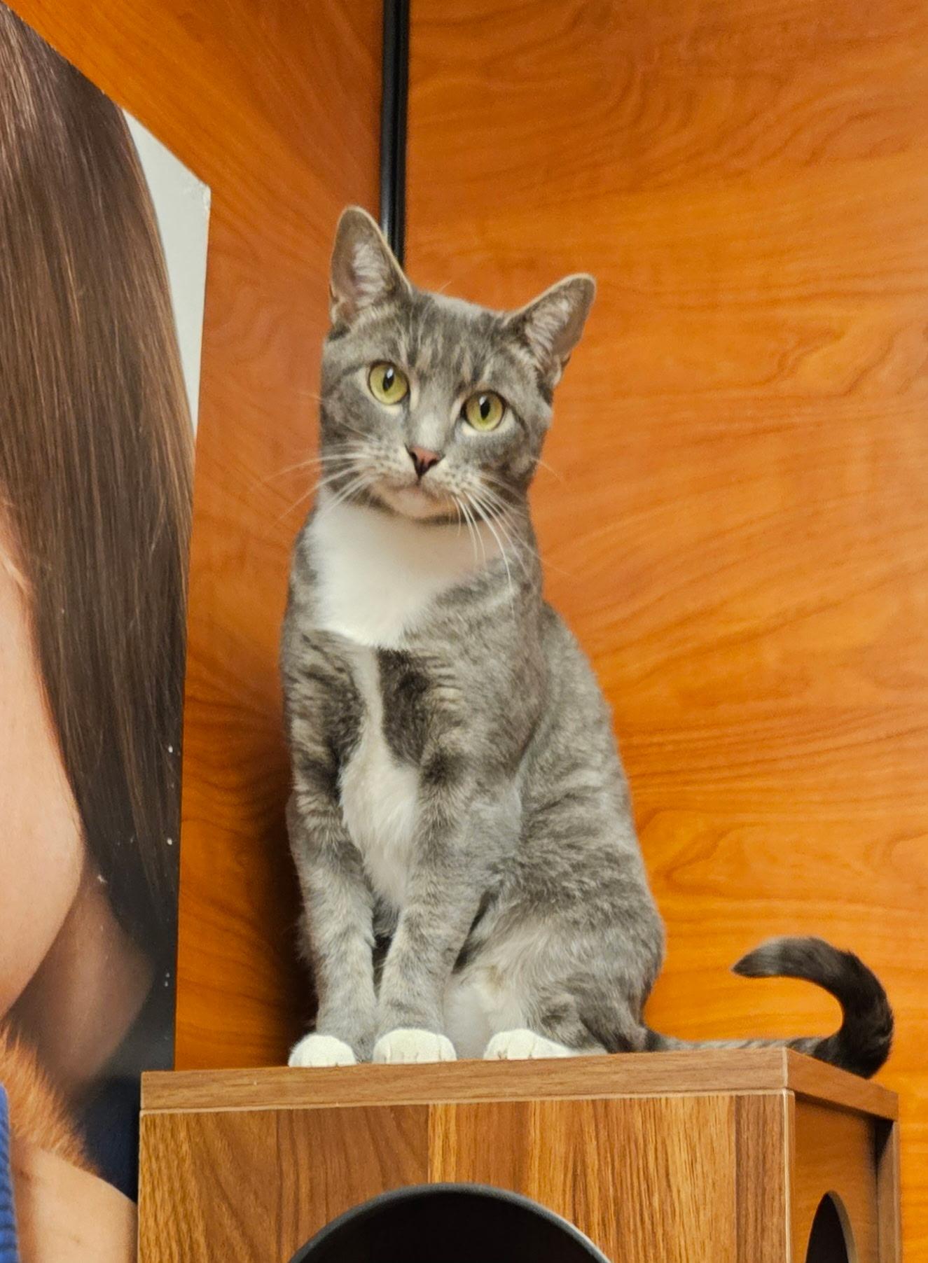 Lovey, ADOPTABLE, Young Female Domestic Short Hair.