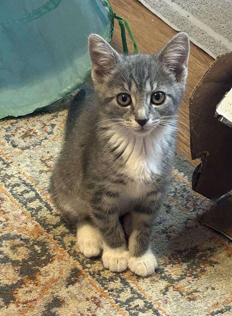 Pippa, Adoptable, Kitten Female Domestic Short Hair.