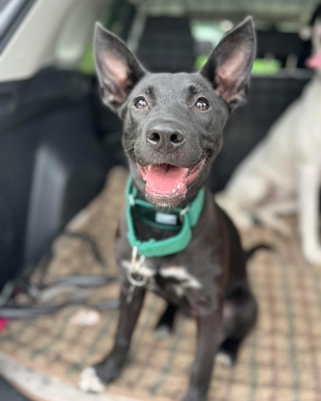 Gilly, ADOPTABLE, Young Female German Shepherd Dog & Pit Bull Terrier.