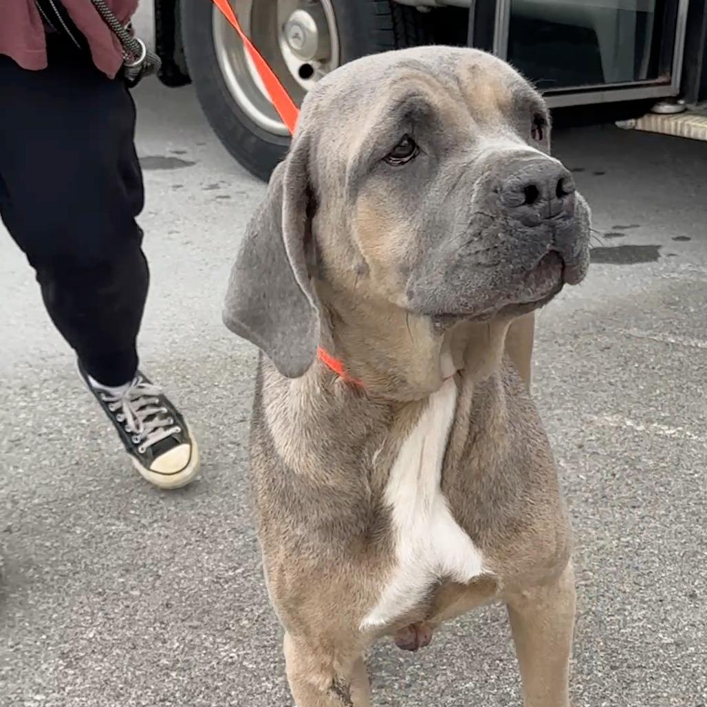 Enlarge Tillie, a Adoptable Mixed Breed in Bentonville, AR image 1/6