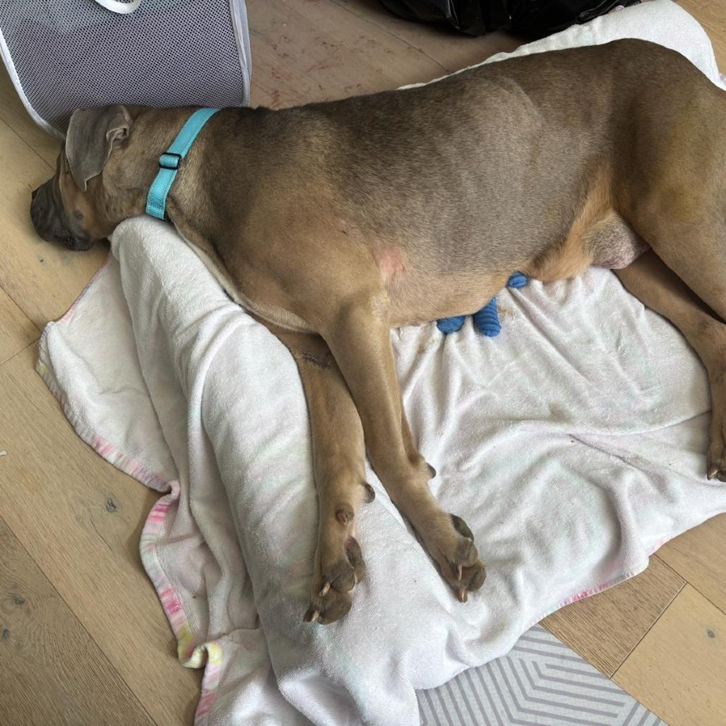 Enlarge Tillie, a Adoptable Mixed Breed in Bentonville, AR image 3/6