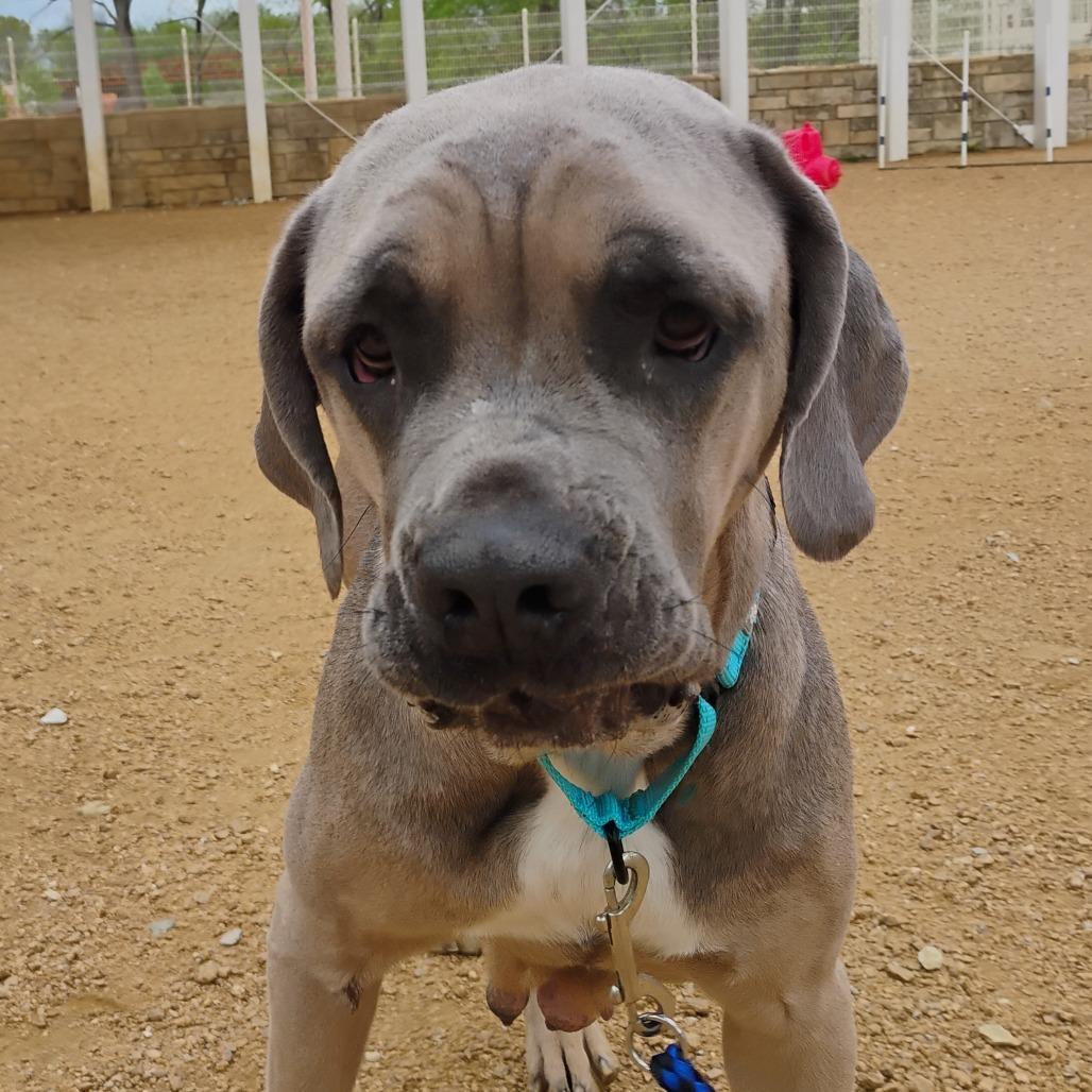 Enlarge Tillie, a Adoptable Mixed Breed in Bentonville, AR image 4/6