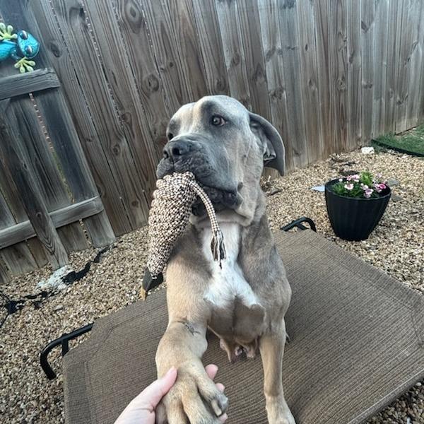 Enlarge Tillie, a Adoptable Mixed Breed in Bentonville, AR image 5/6