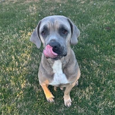 Enlarge Tillie, a Adoptable Mixed Breed in Bentonville, AR image 6/6