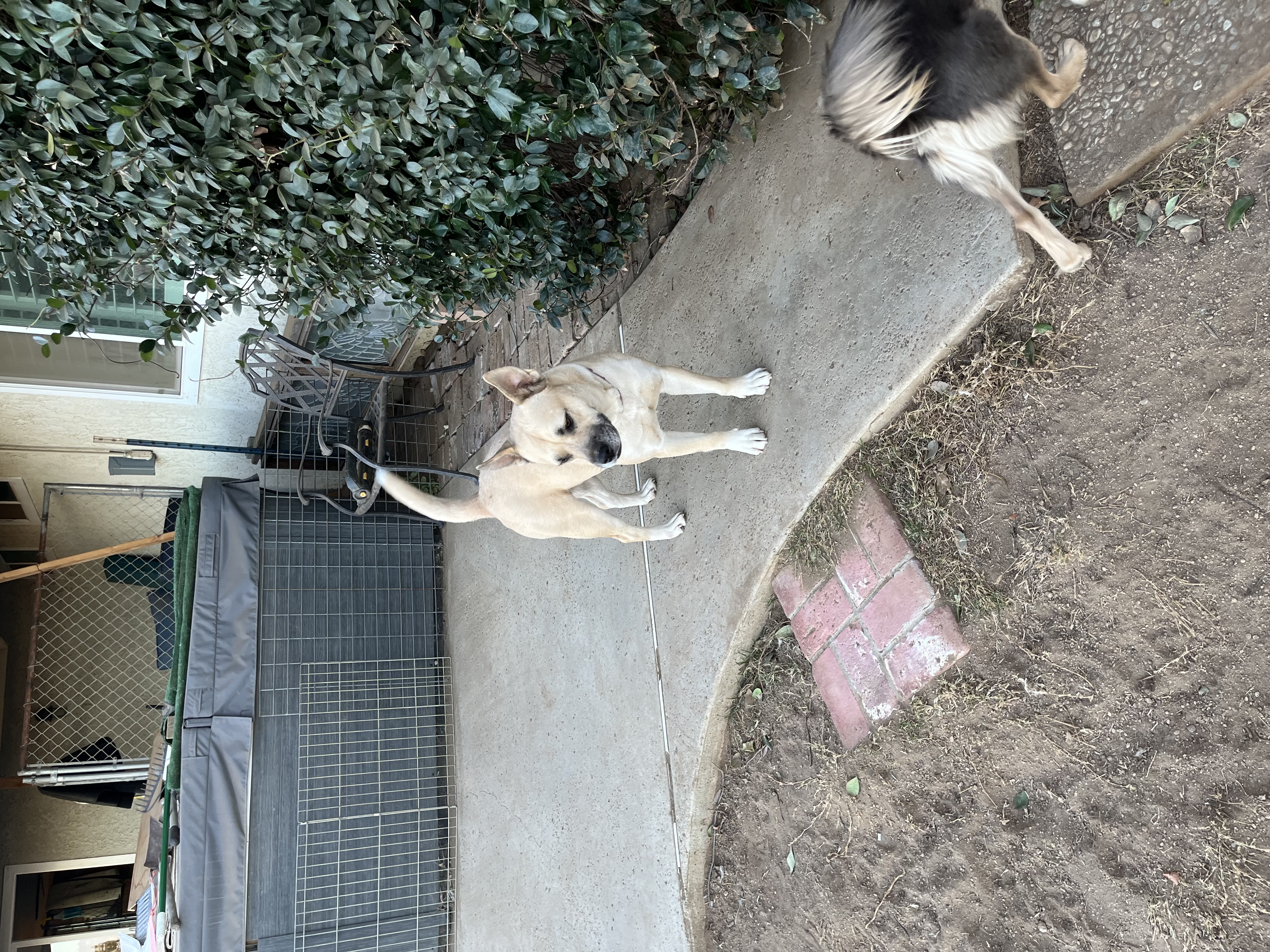 Enlarge Bella, a Adoptable mixed breed in Claremont, CA image 2/3