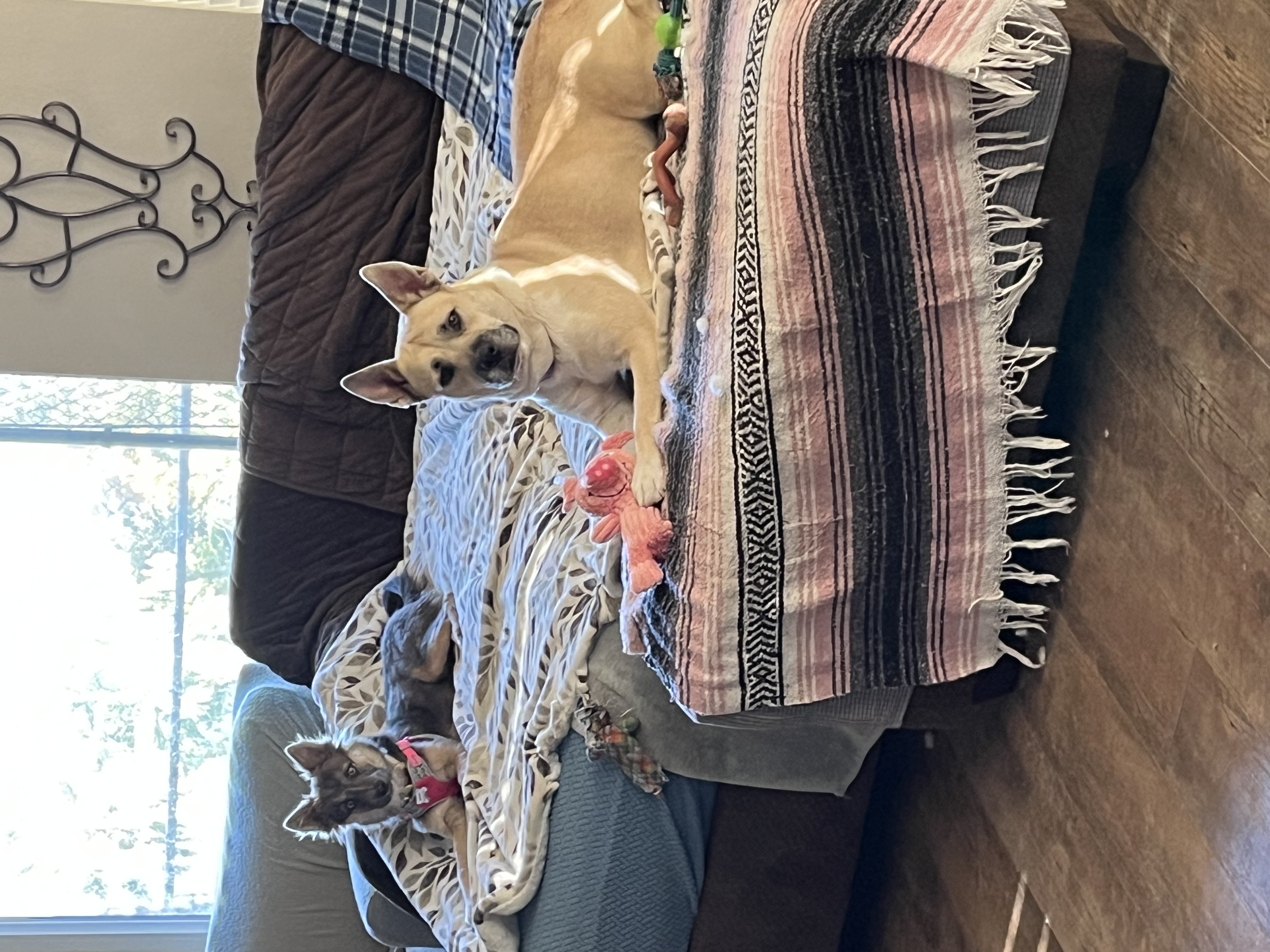 Enlarge Bella, a Adoptable mixed breed in Claremont, CA image 1/3