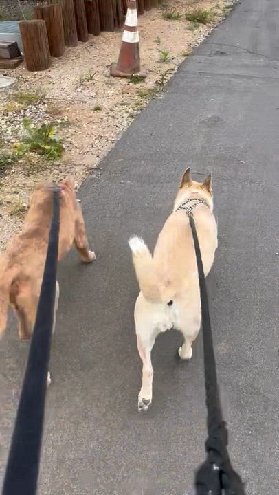 Enlarge Bella, a Adoptable mixed breed in Claremont, CA video 3/3