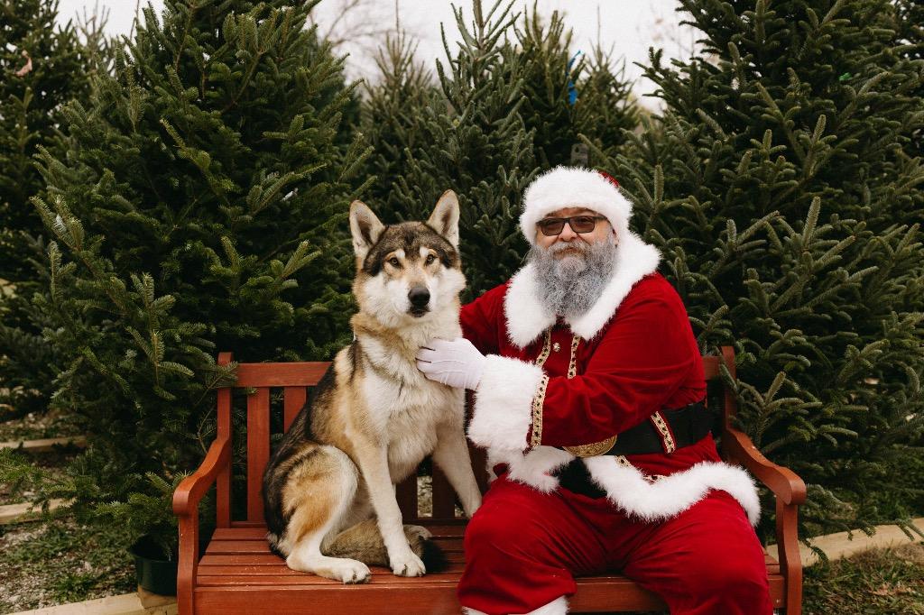 Enlarge Krampus, a Adoptable mixed breed in Fayetteville, AR image 1/3