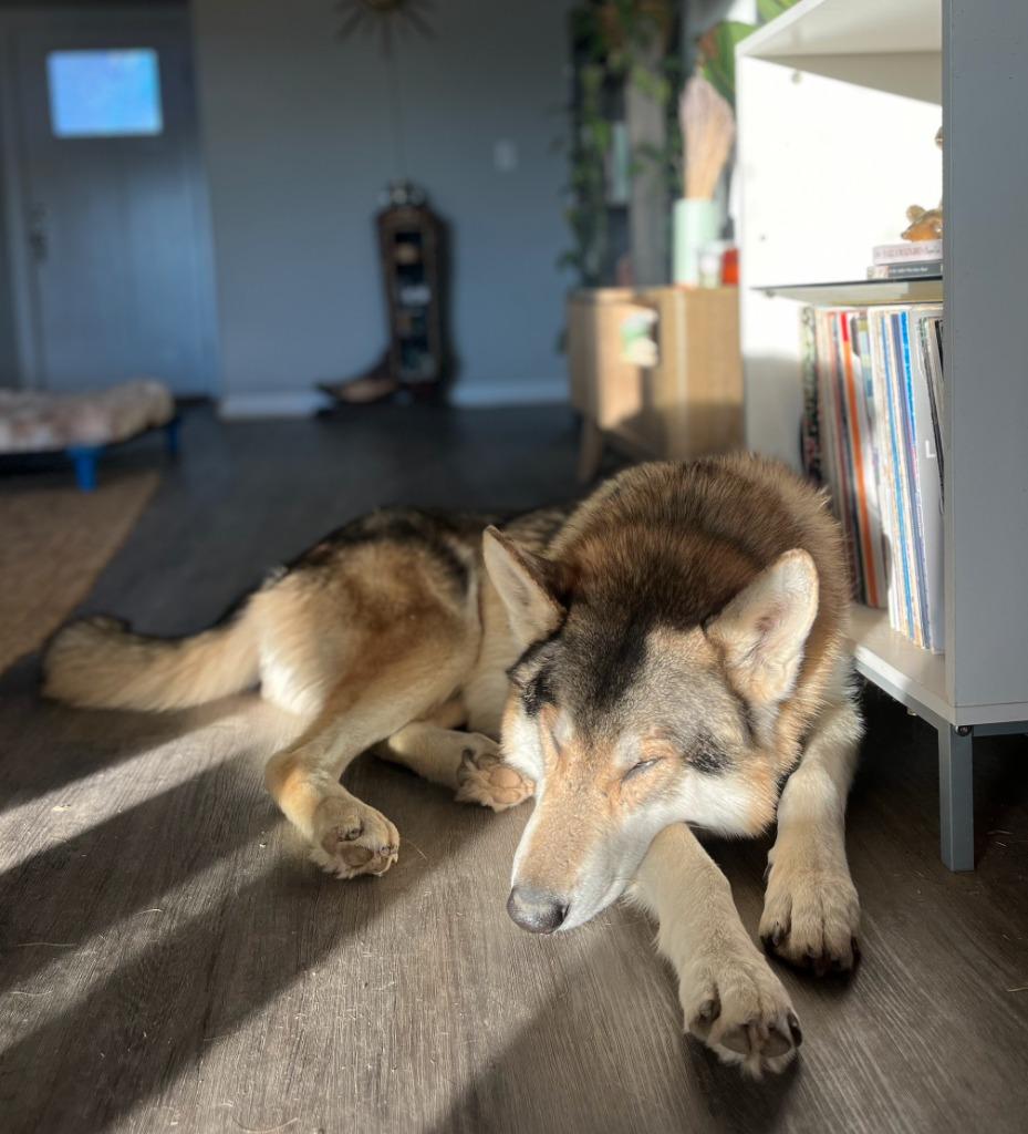 Krampus, Adoptable, Senior Male Husky & Mixed Breed.