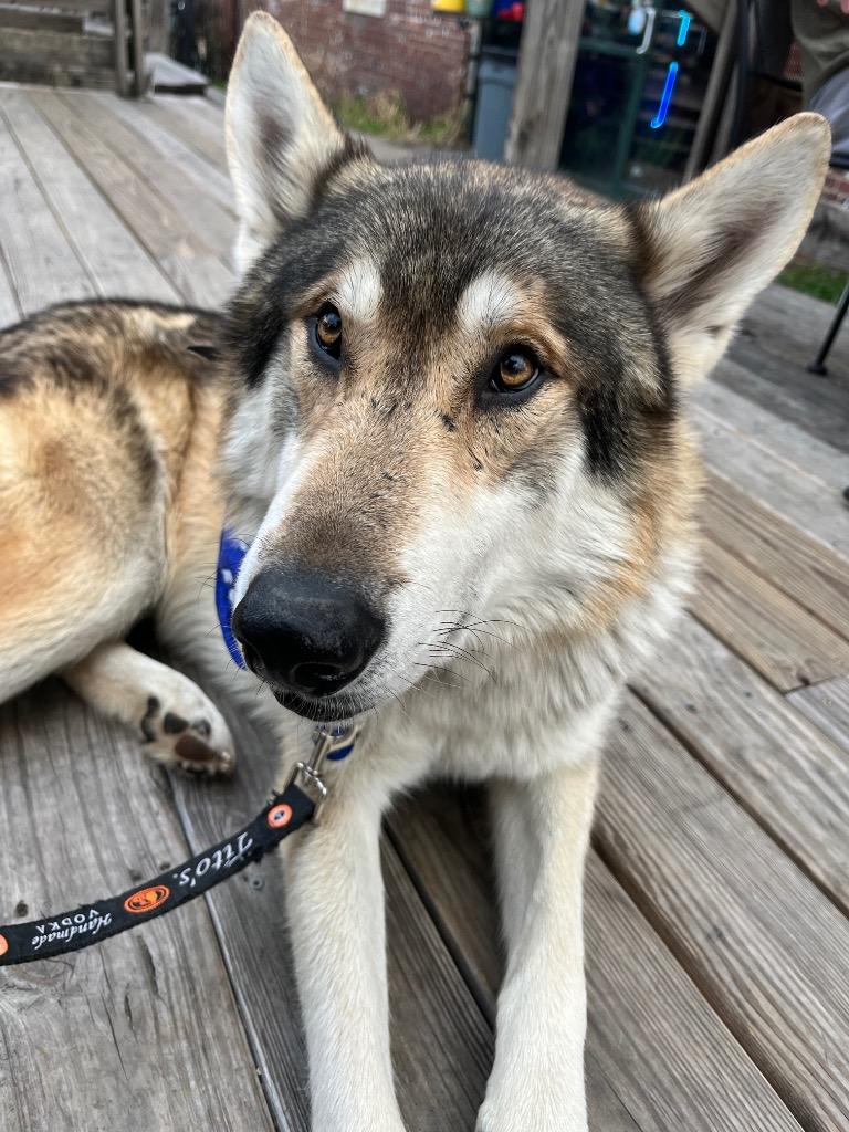 Enlarge Krampus, a Adoptable mixed breed in Fayetteville, AR image 2/6