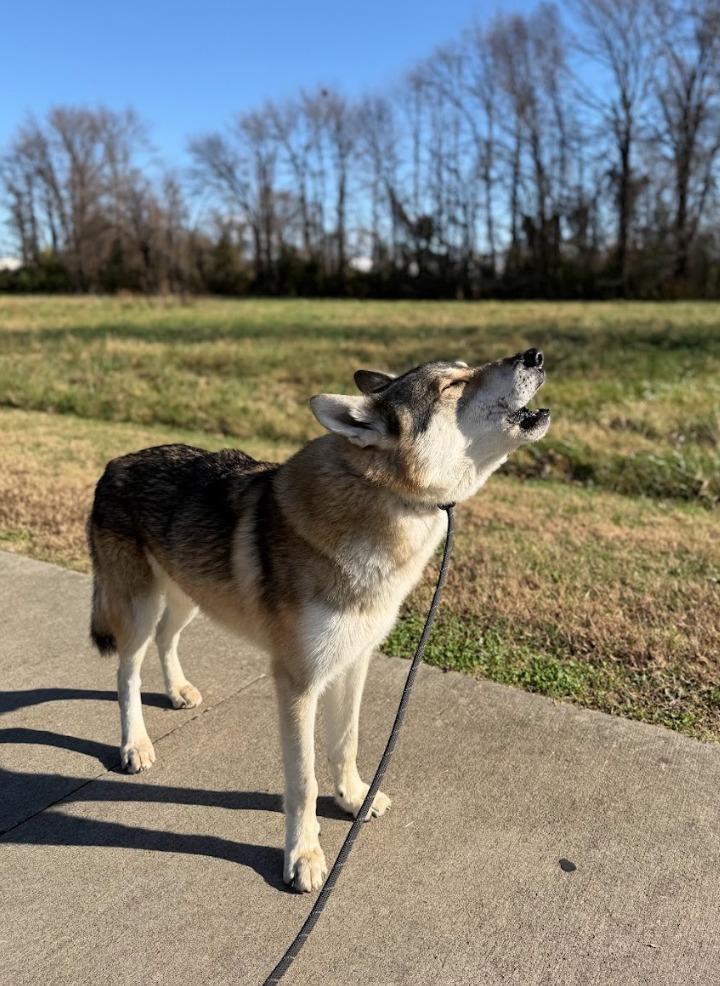 Enlarge Krampus, a Adoptable mixed breed in Fayetteville, AR image 3/6