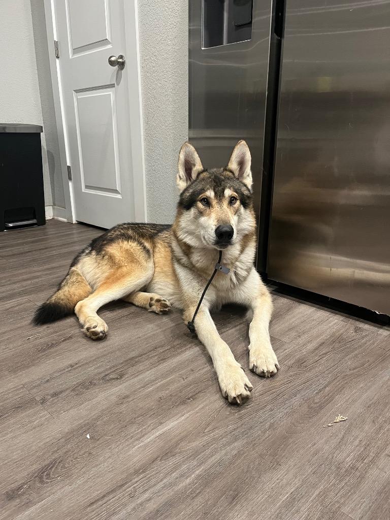 Enlarge Krampus, a Adoptable mixed breed in Fayetteville, AR image 2/3