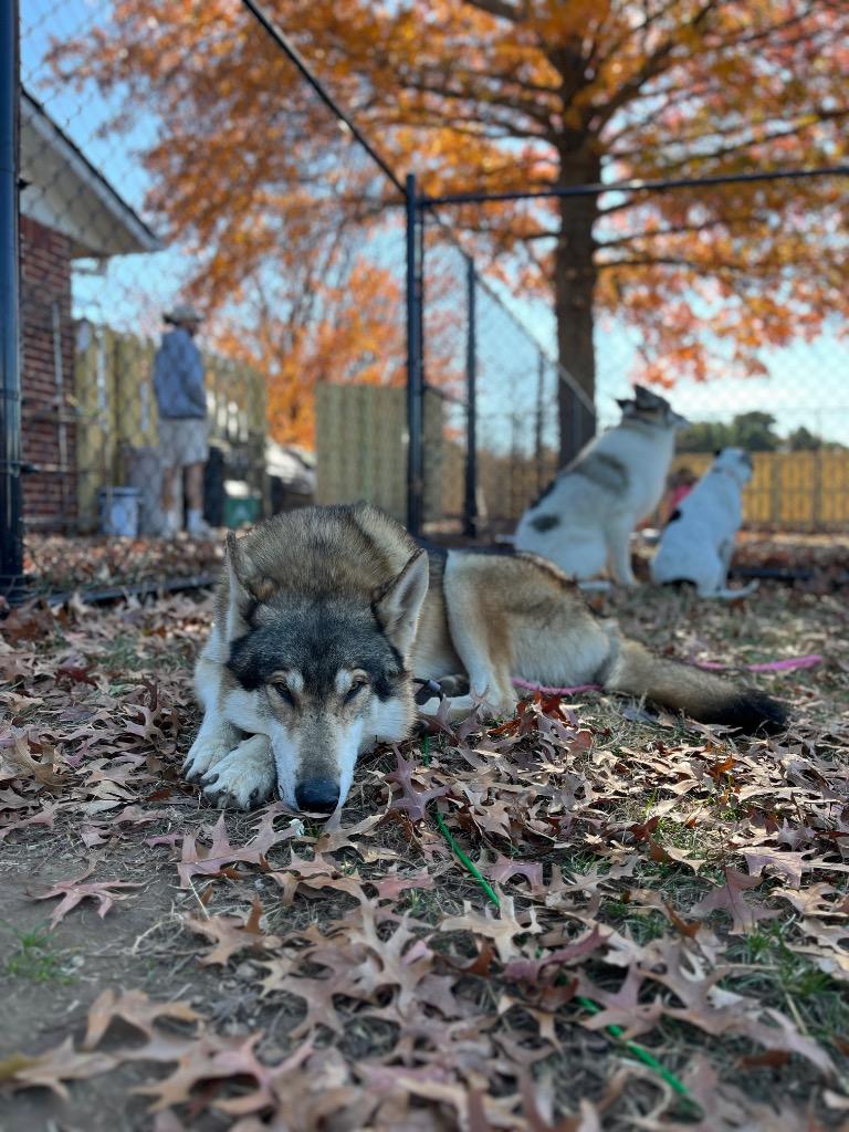 Enlarge Krampus, a Adoptable mixed breed in Fayetteville, AR image 3/3