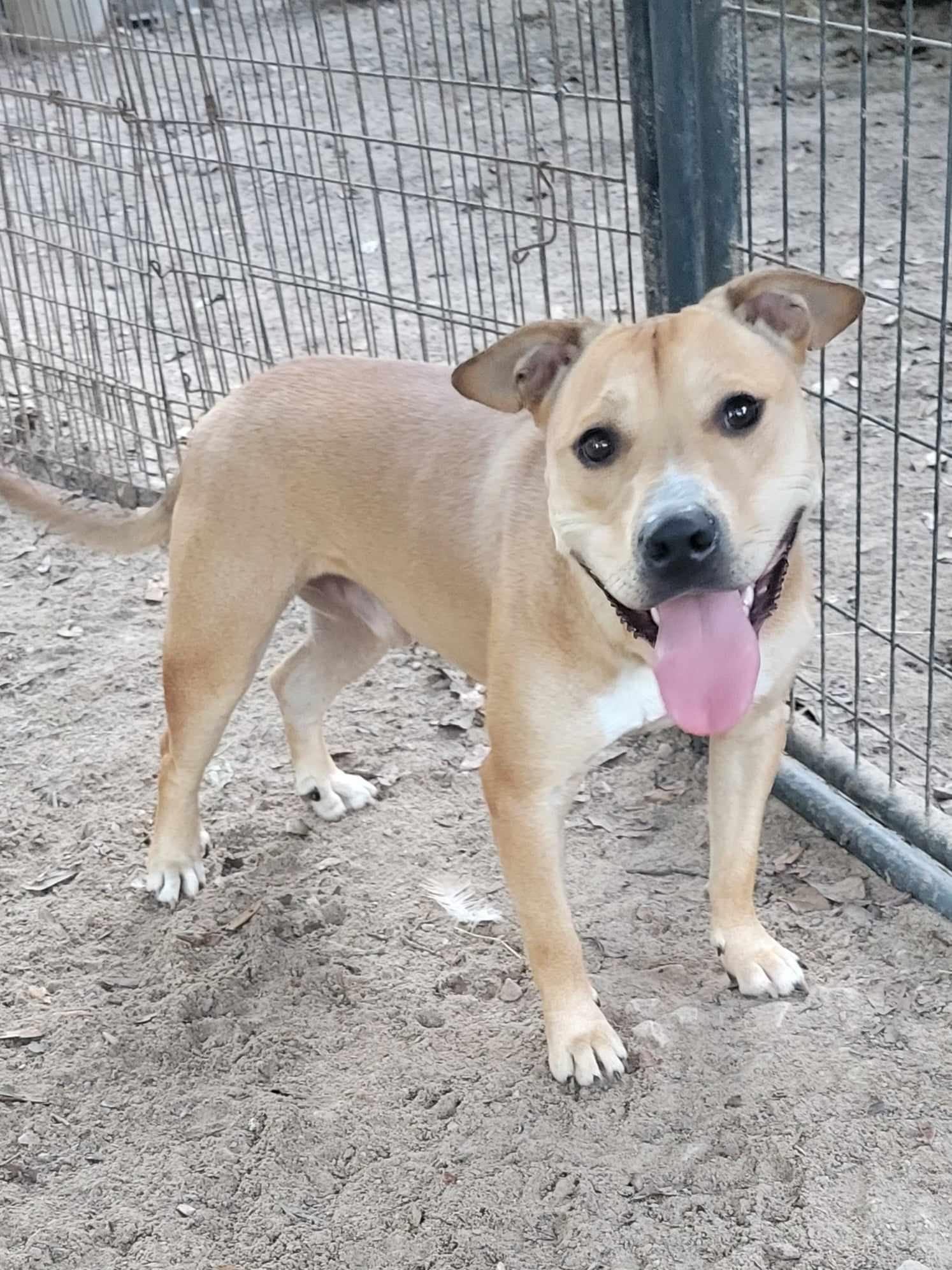 Kanga, Adoptable, Adult Male Pit Bull Terrier.