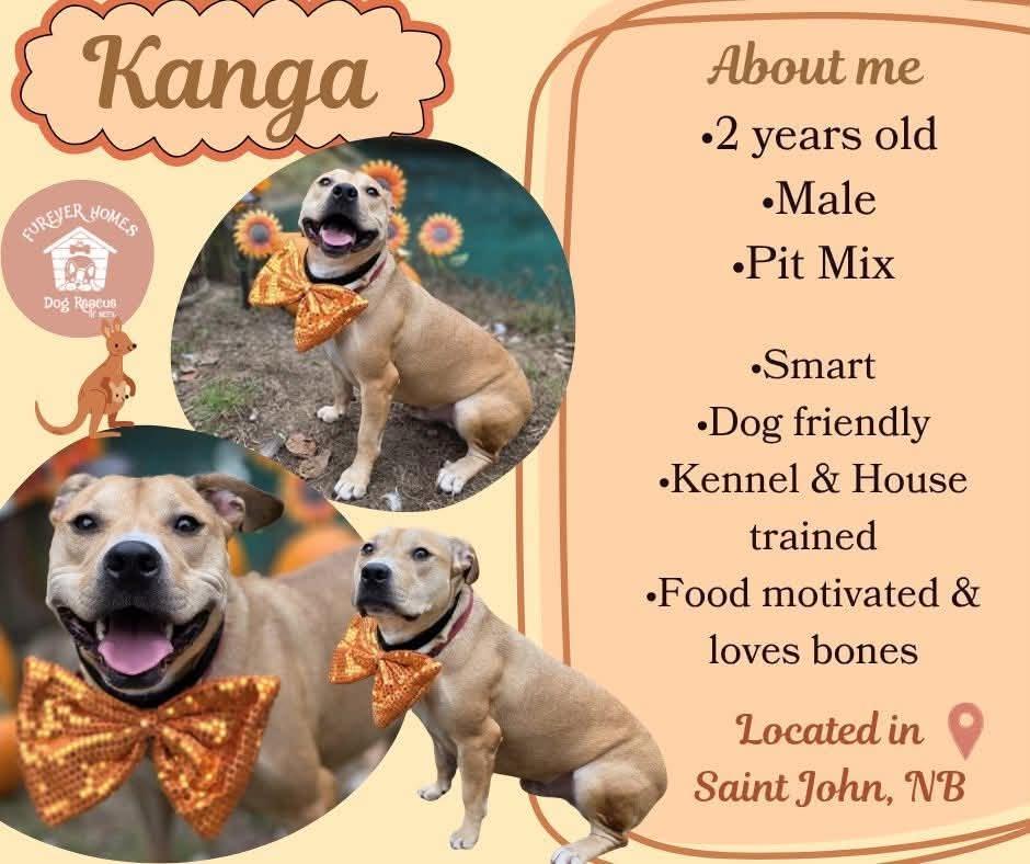 Kanga, Adoptable, Adult Male Pit Bull Terrier.