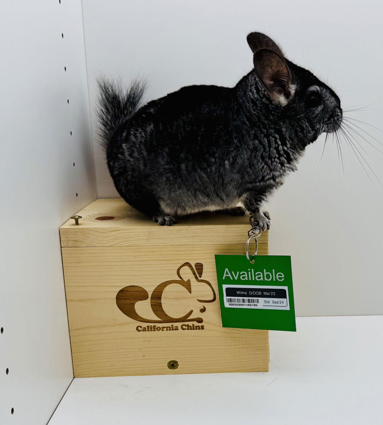 Enlarge Wilma, a Adoptable Chinchilla in Sunnyvale, CA image 1/3