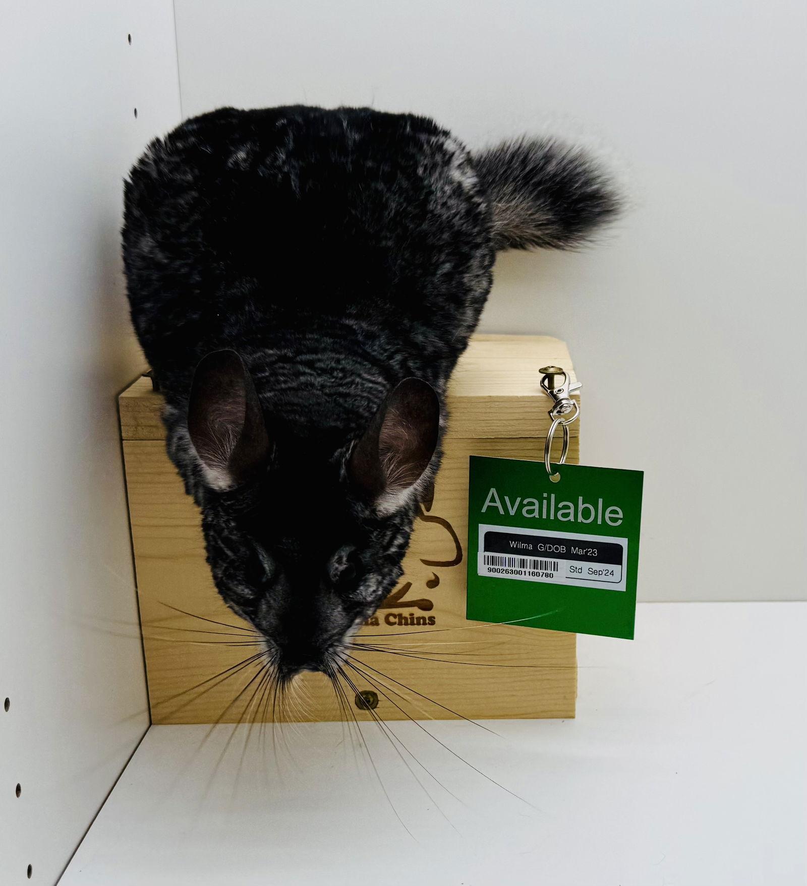 Enlarge Wilma, a Adoptable Chinchilla in Sunnyvale, CA image 2/3