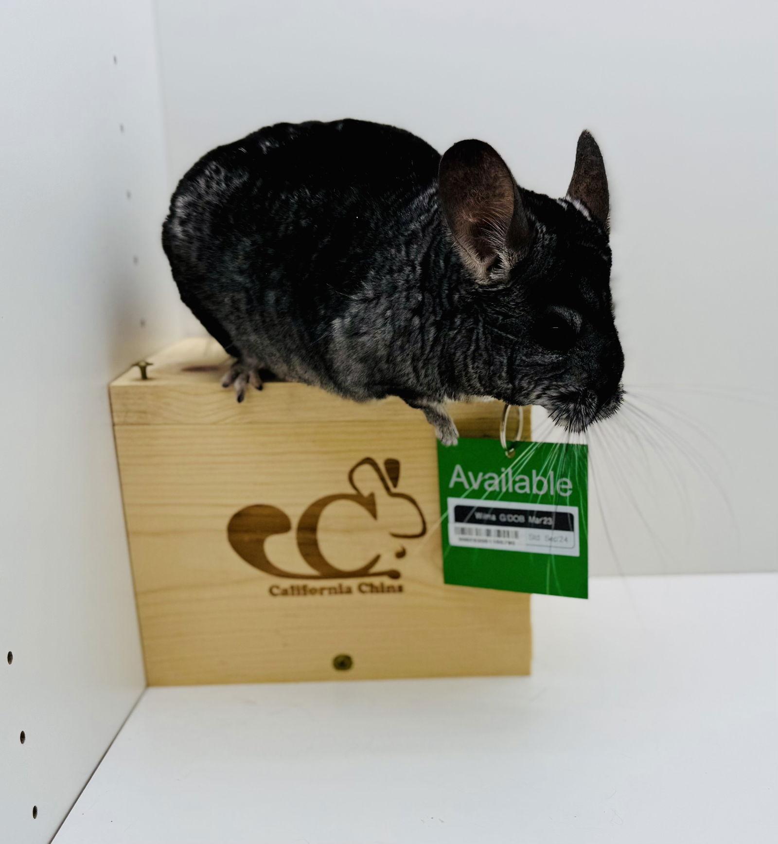 Enlarge Wilma, a Adoptable Chinchilla in Sunnyvale, CA image 3/3