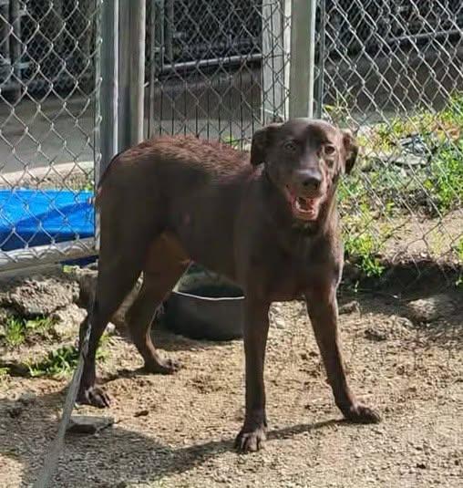 COCOA BEAN, a ADOPTABLE mixed breed in Reed City, MI image 4/4