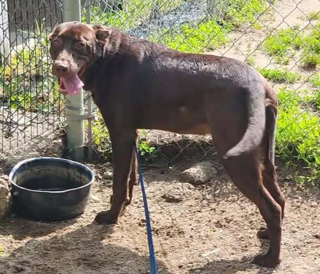 COCOA BEAN, a ADOPTABLE mixed breed in Reed City, MI image 3/4
