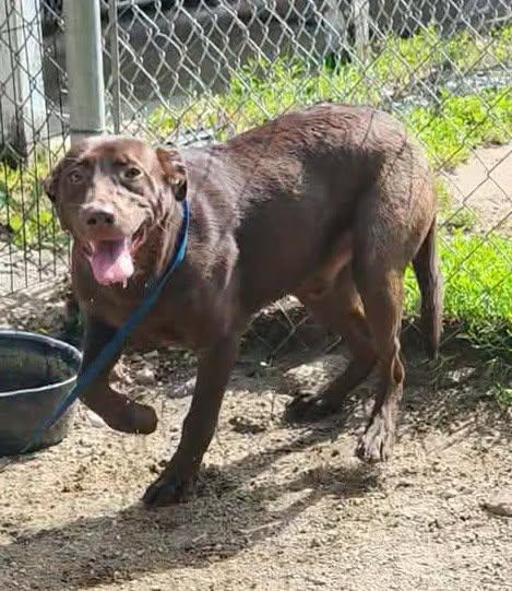 COCOA BEAN, a ADOPTABLE mixed breed in Reed City, MI image 1/4