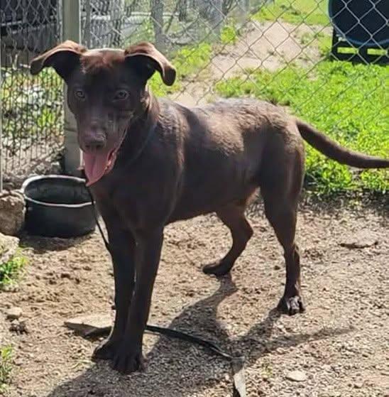 COCOA BEAN, a ADOPTABLE mixed breed in Reed City, MI image 2/4