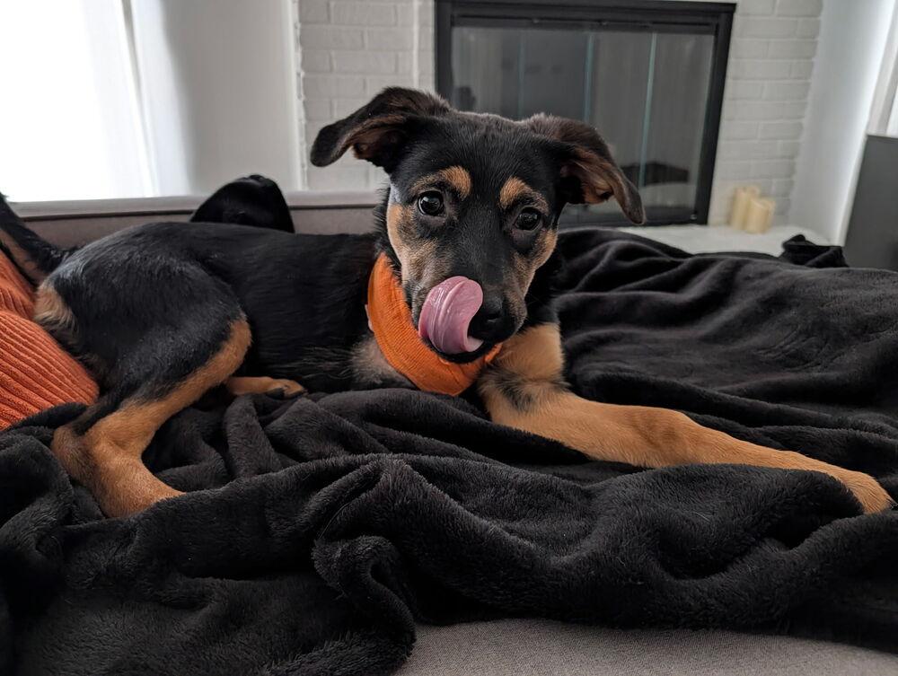 Enlarge Ember, a Adoptable mixed breed in Oakland, MI image 2/6