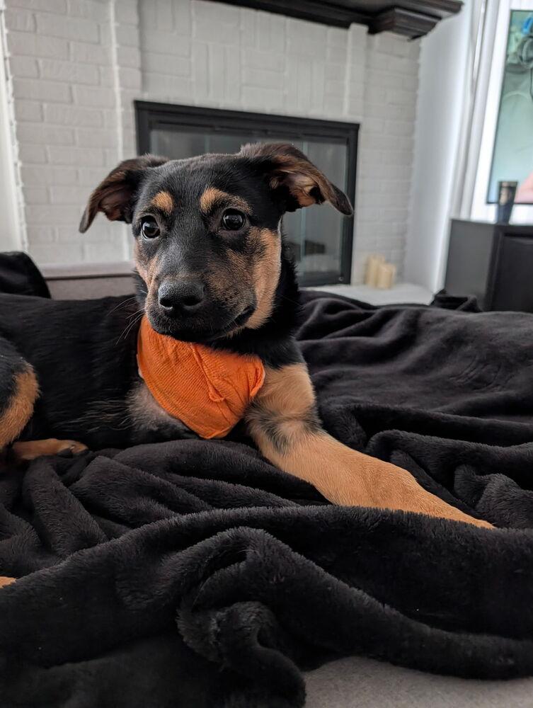 Enlarge Ember, a Adoptable mixed breed in Oakland, MI image 3/6