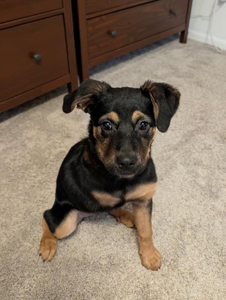 Enlarge Ember, a Adoptable mixed breed in Oakland, MI image 4/6