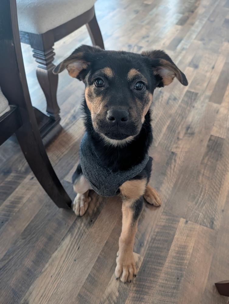 Enlarge Ember, a Adoptable mixed breed in Oakland, MI image 5/6