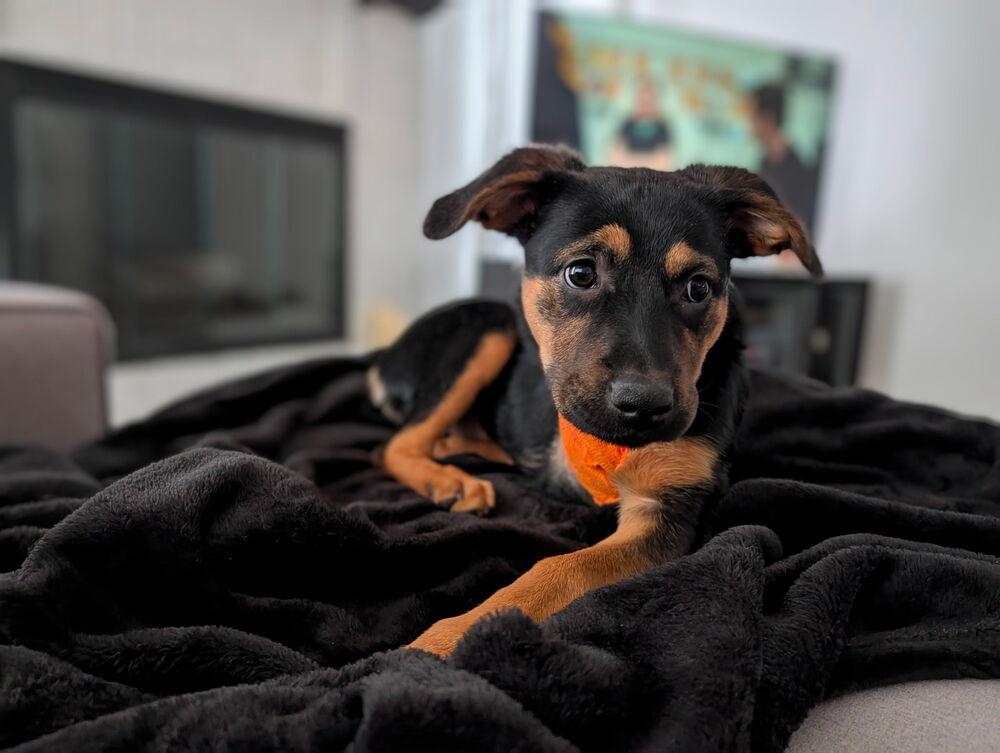 Enlarge Ember, a Adoptable mixed breed in Oakland, MI image 6/6