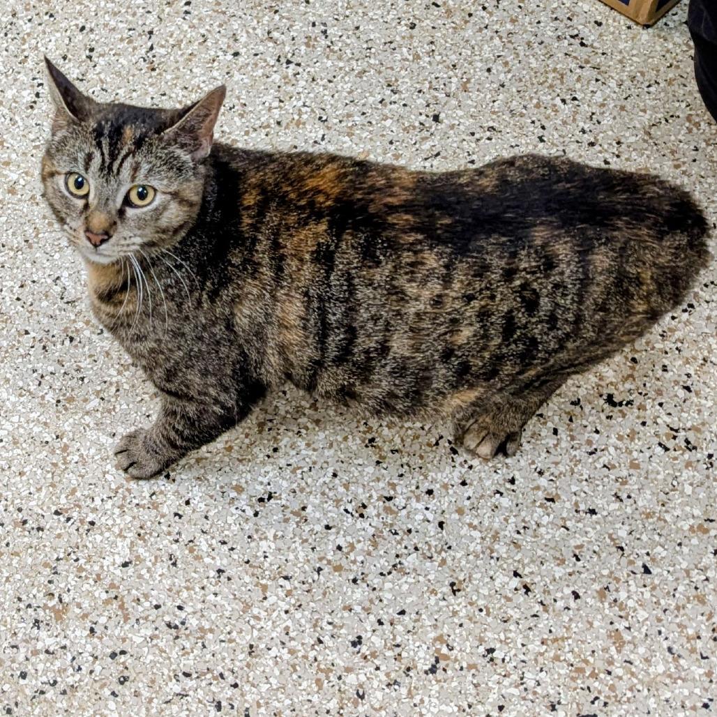Enlarge Mamacita, a Adoptable Domestic Short Hair in Marysville, OH image 1/5