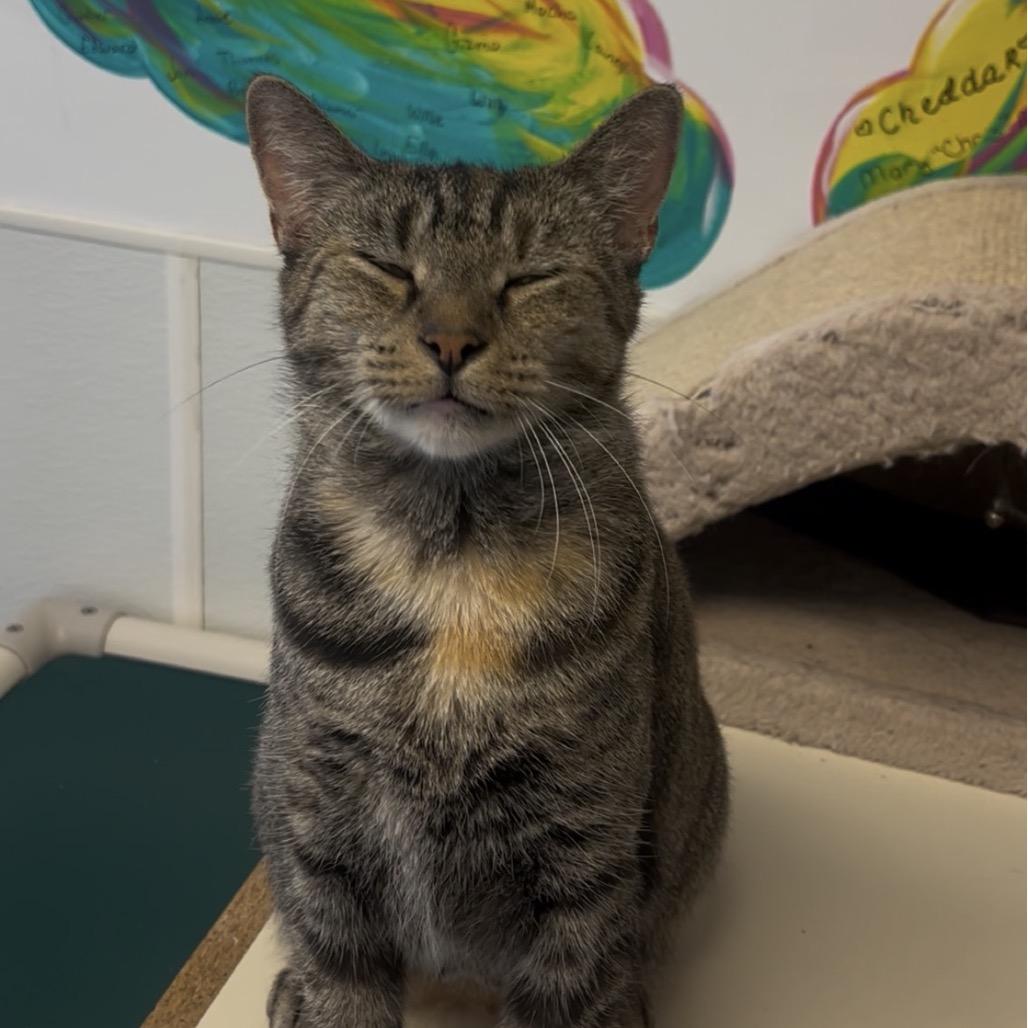Mamacita, a Adoptable Domestic Short Hair in Marysville, OH image 2/6