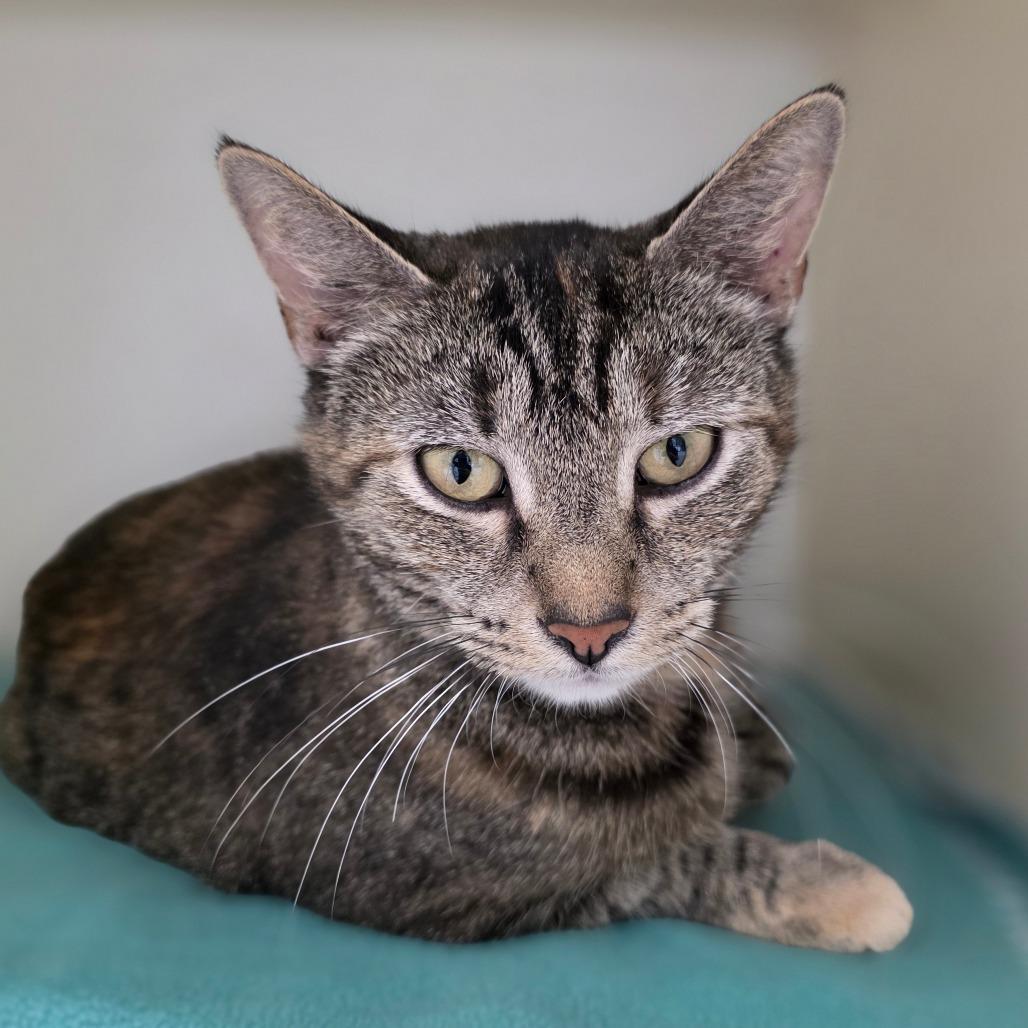 Enlarge Mamacita, a Adoptable Domestic Short Hair in Marysville, OH image 2/5