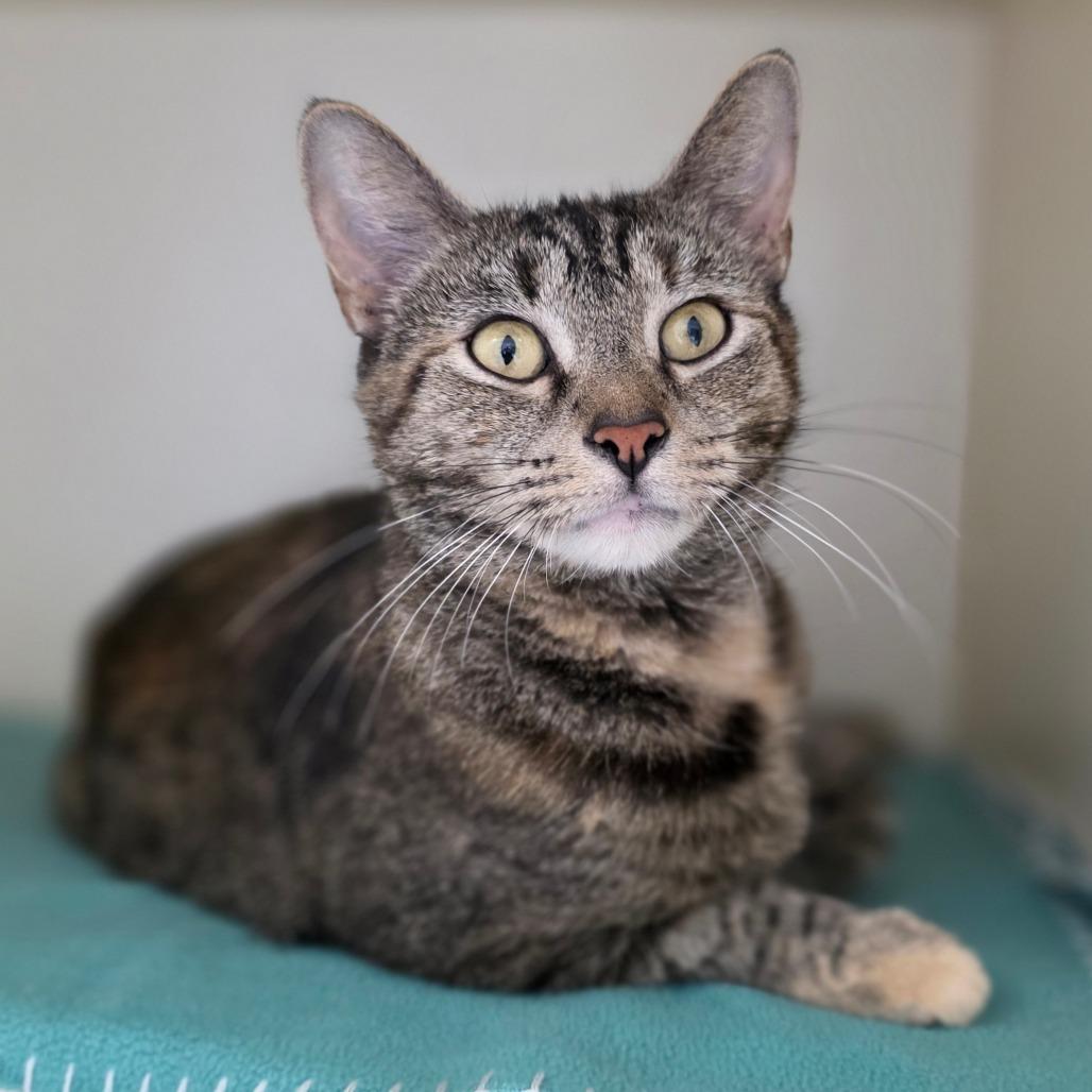 Enlarge Mamacita, a Adoptable Domestic Short Hair in Marysville, OH image 3/5