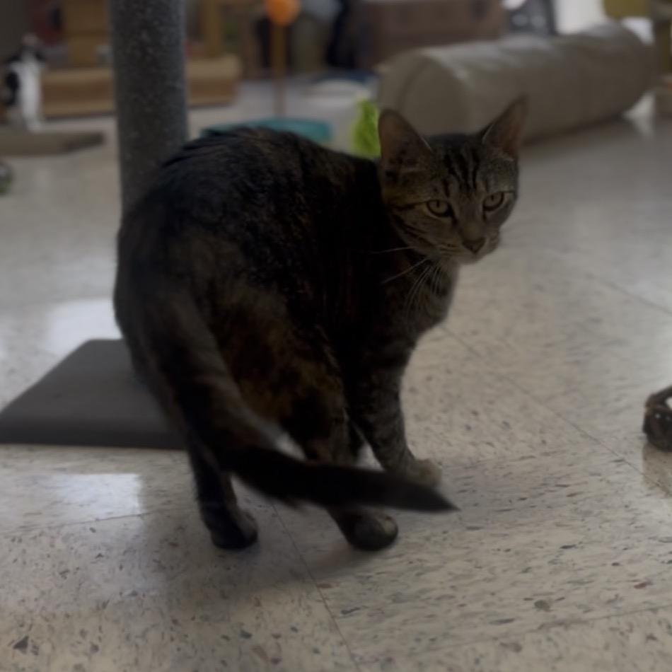 Enlarge Mamacita, a Adoptable Domestic Short Hair in Marysville, OH image 4/5