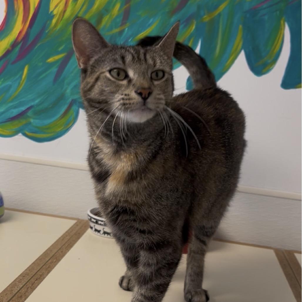 Enlarge Mamacita, a Adoptable Domestic Short Hair in Marysville, OH image 5/5