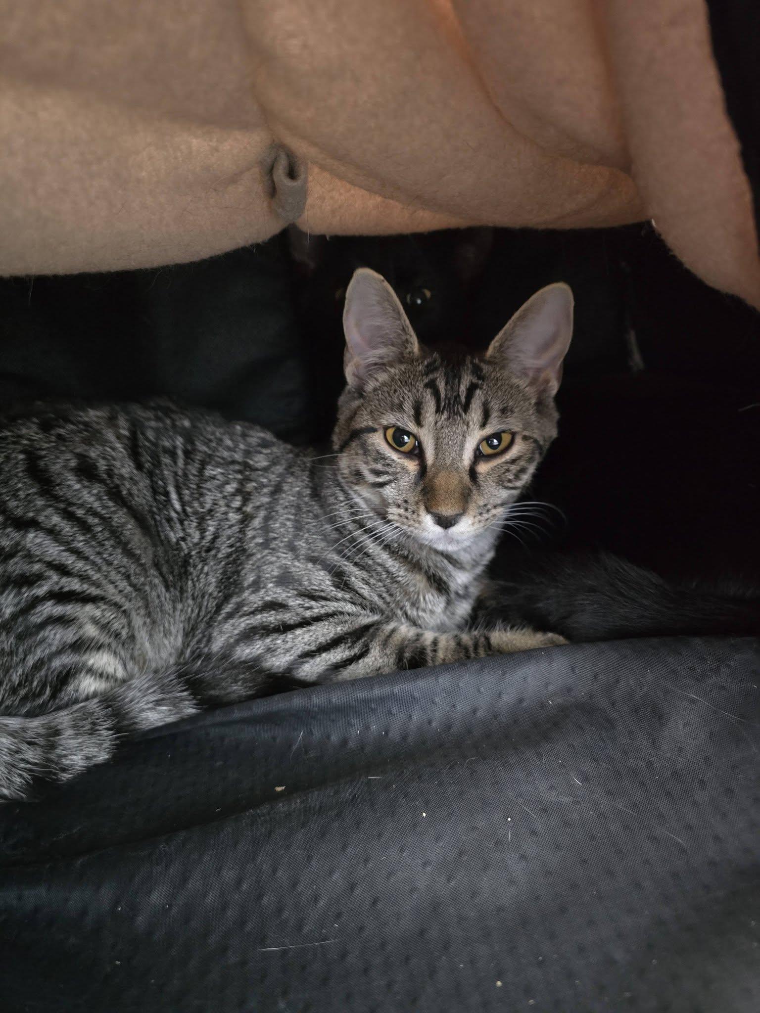 Yona, ADOPTABLE, Young Female Domestic Short Hair.