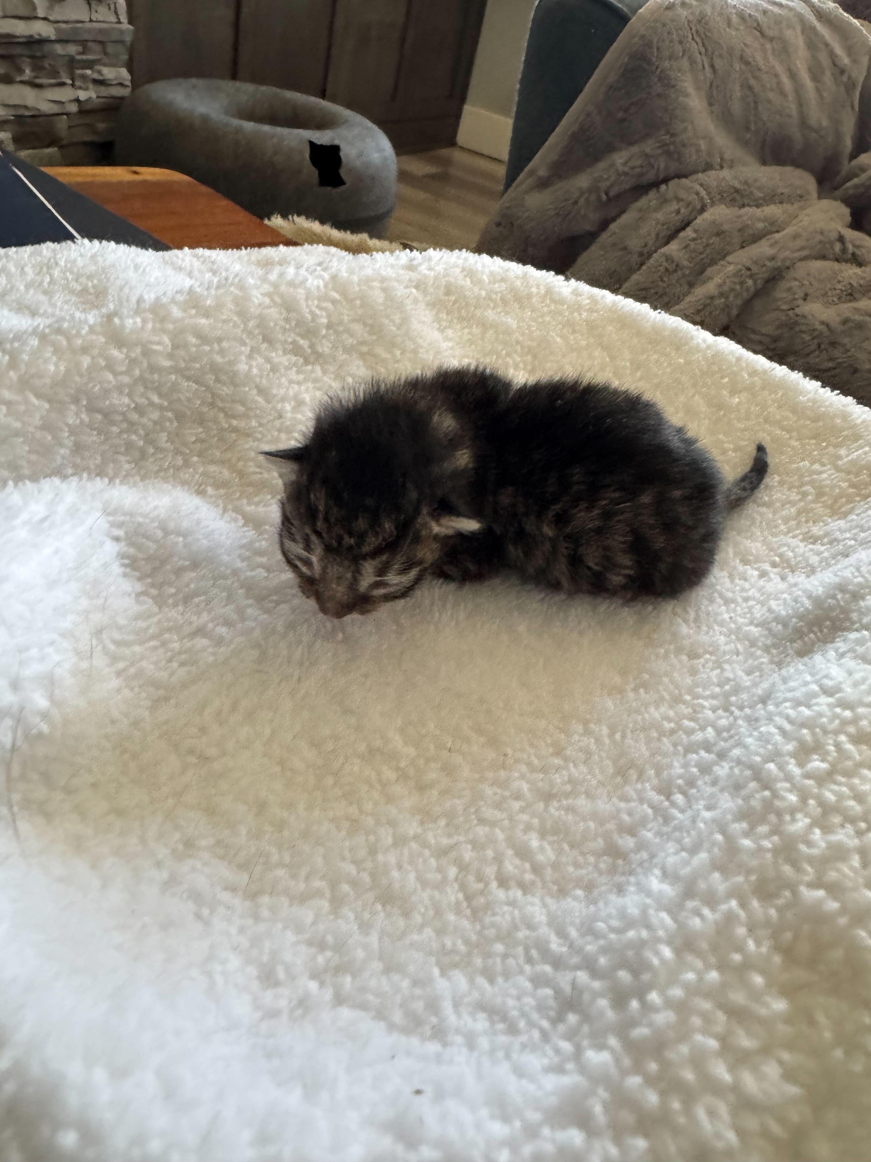 Loki, a Adoptable Domestic Short Hair in Wilsonville, OR image 4/4