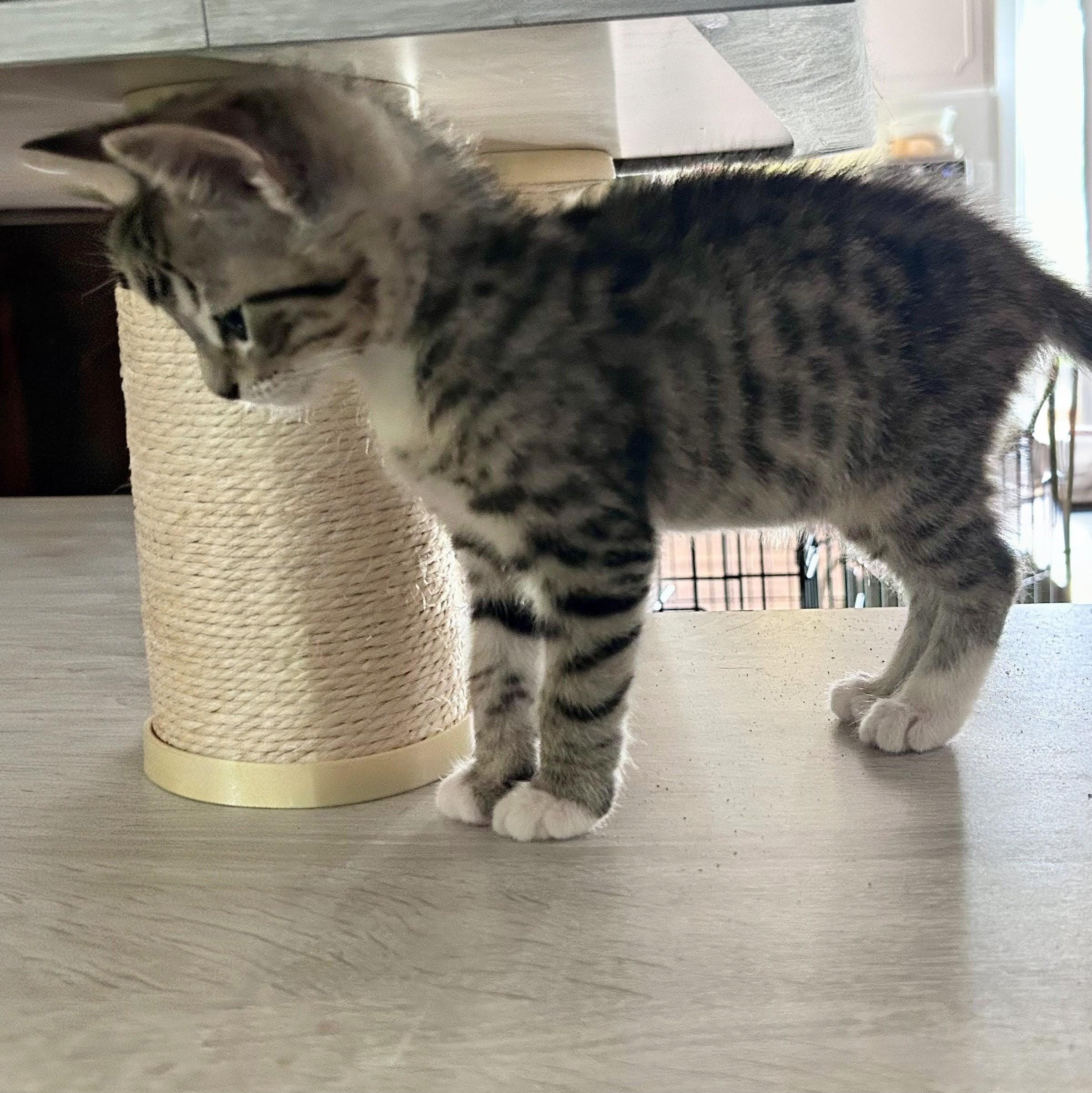 Loki, a Adoptable Domestic Short Hair in Wilsonville, OR image 2/4