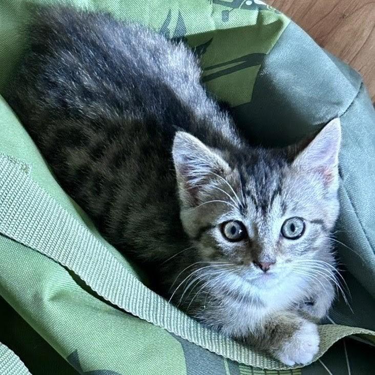 Loki, Adoptable, Kitten Male Domestic Short Hair.