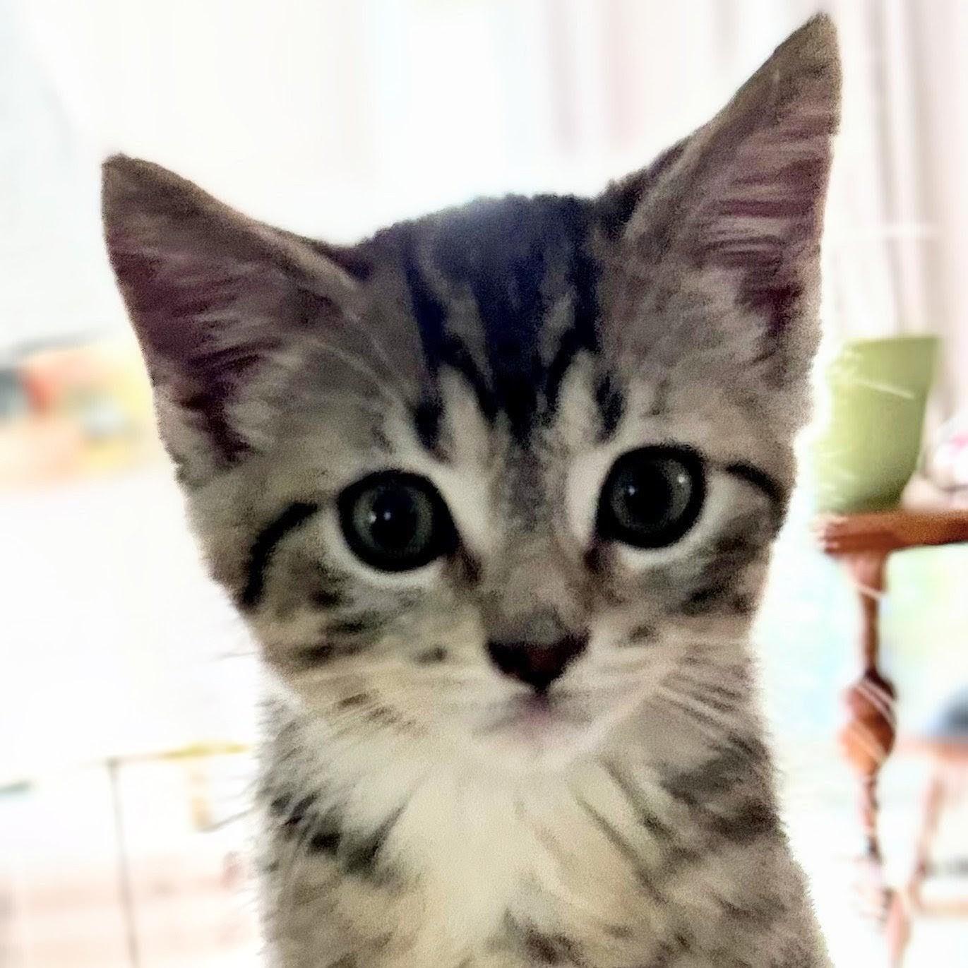 Loki, a Adoptable Domestic Short Hair in Wilsonville, OR image 3/4