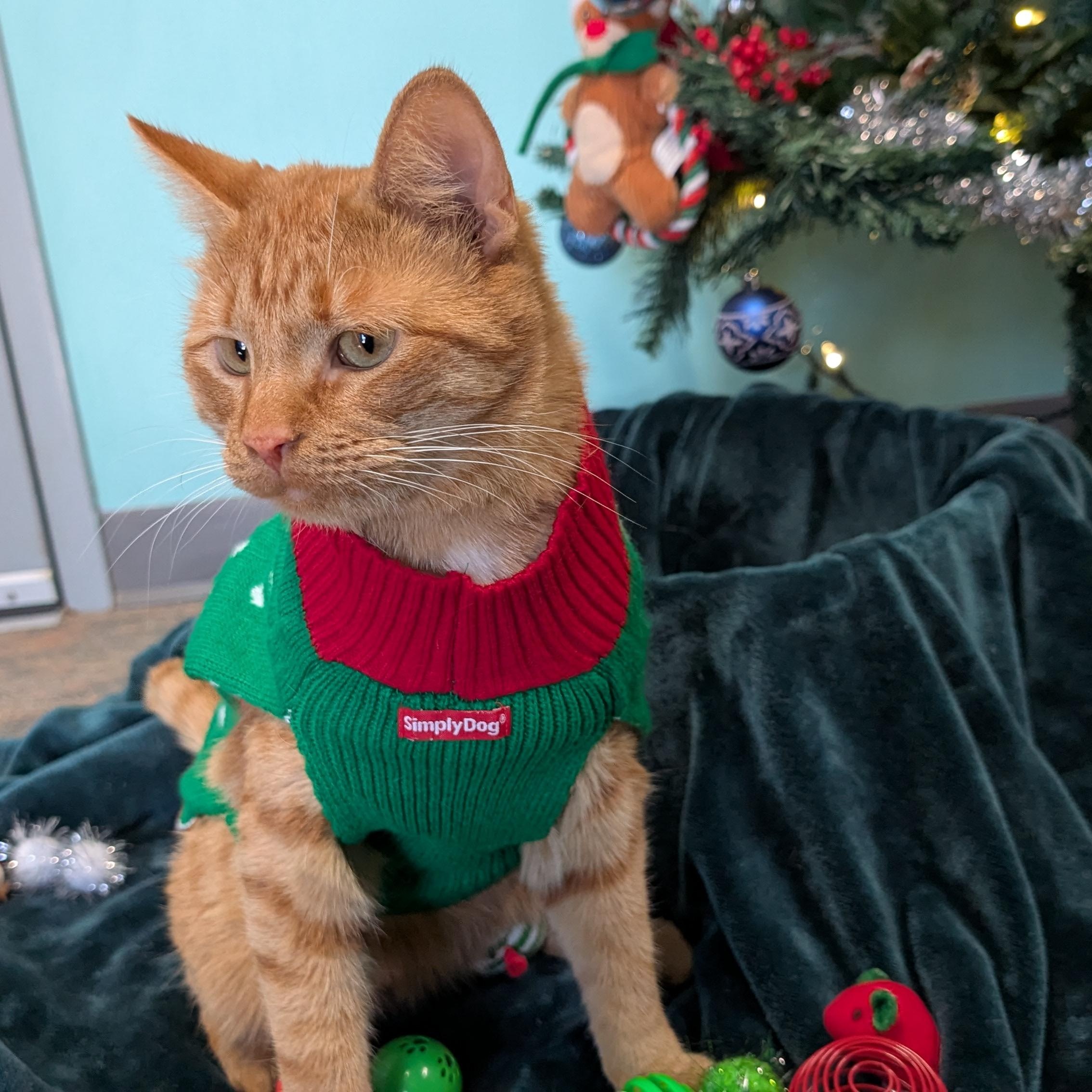 Enlarge Cheetos, a ADOPTABLE Domestic Short Hair in Lowell, AR image 1/5