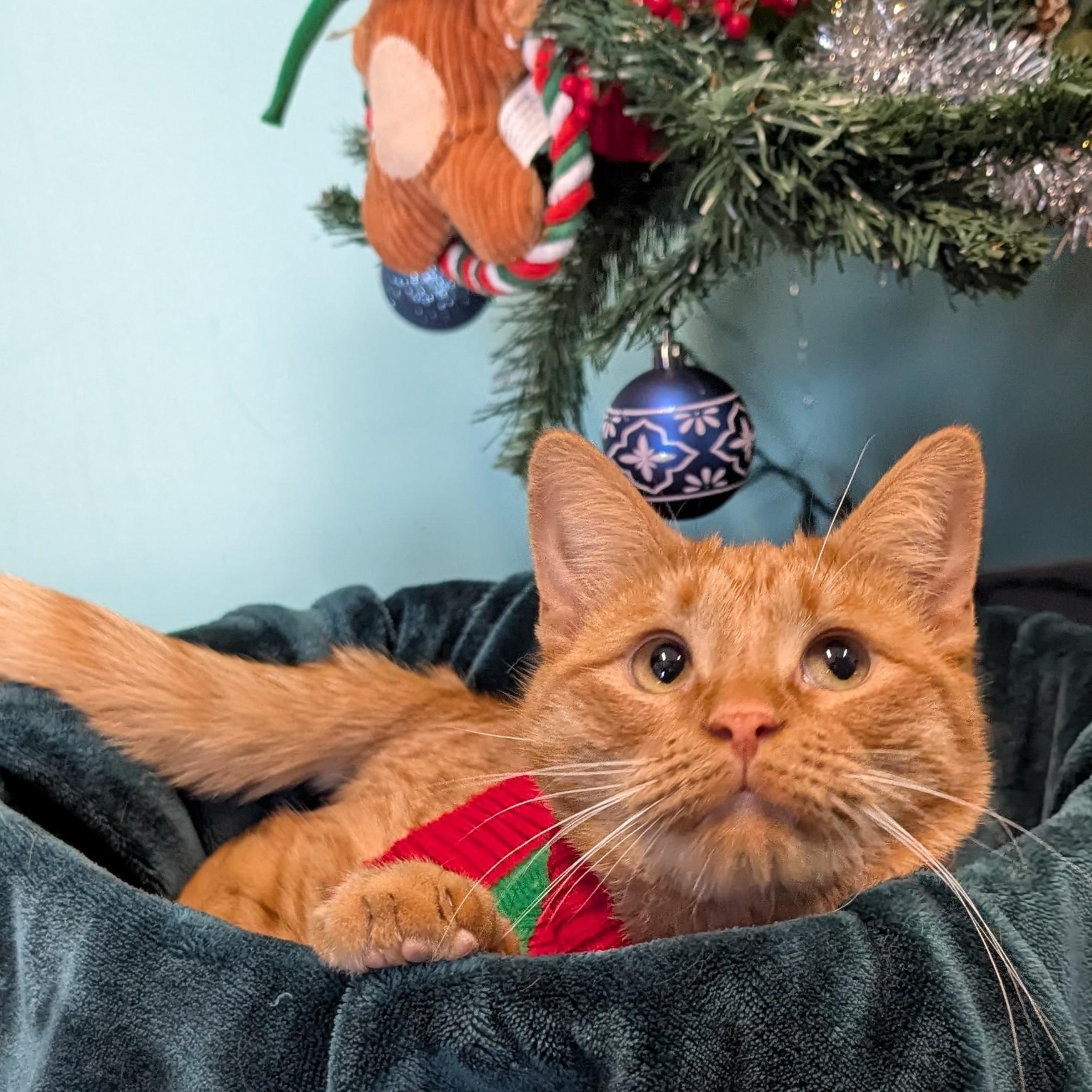 Enlarge Cheetos, a ADOPTABLE Domestic Short Hair in Lowell, AR image 2/5