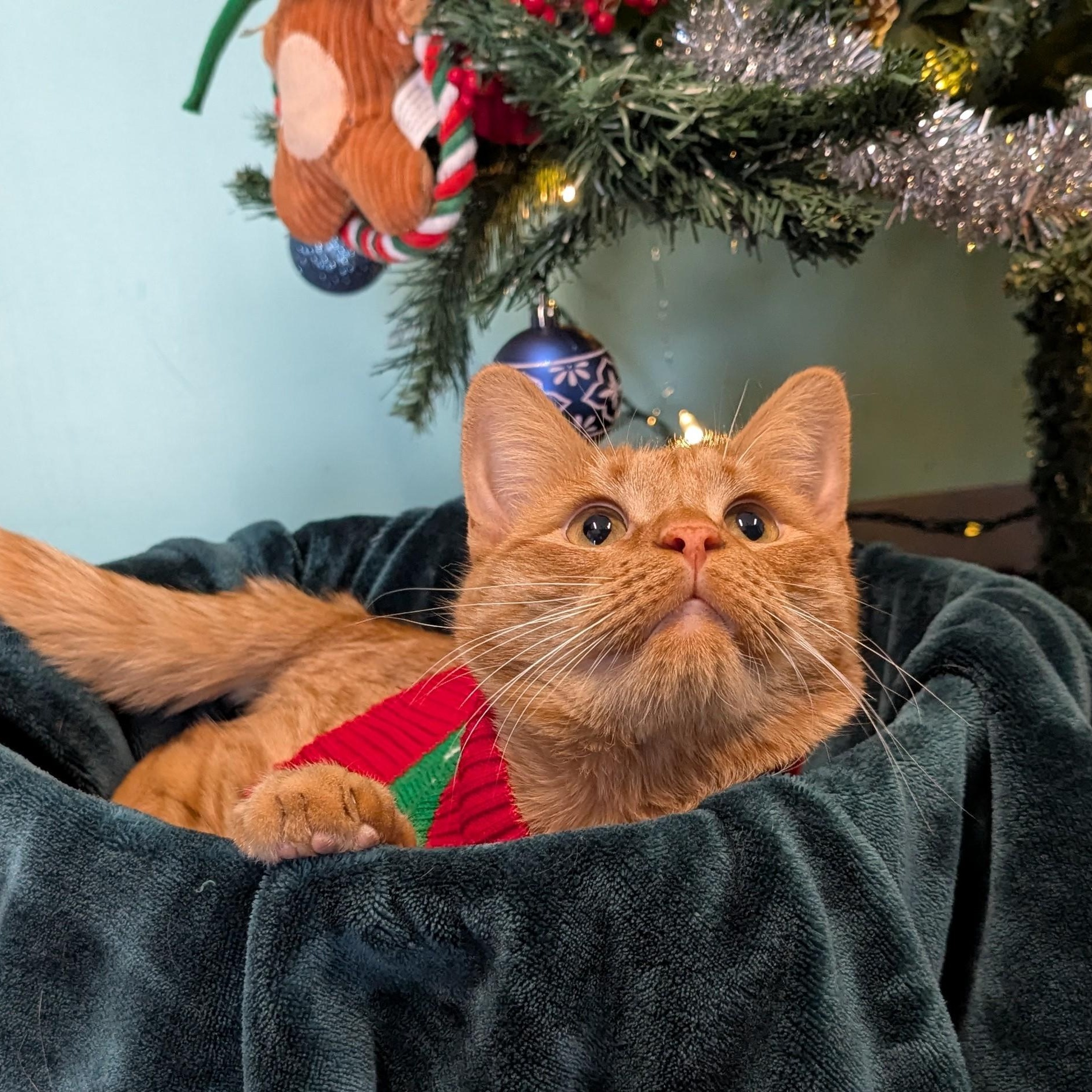 Enlarge Cheetos, a ADOPTABLE Domestic Short Hair in Lowell, AR image 3/5