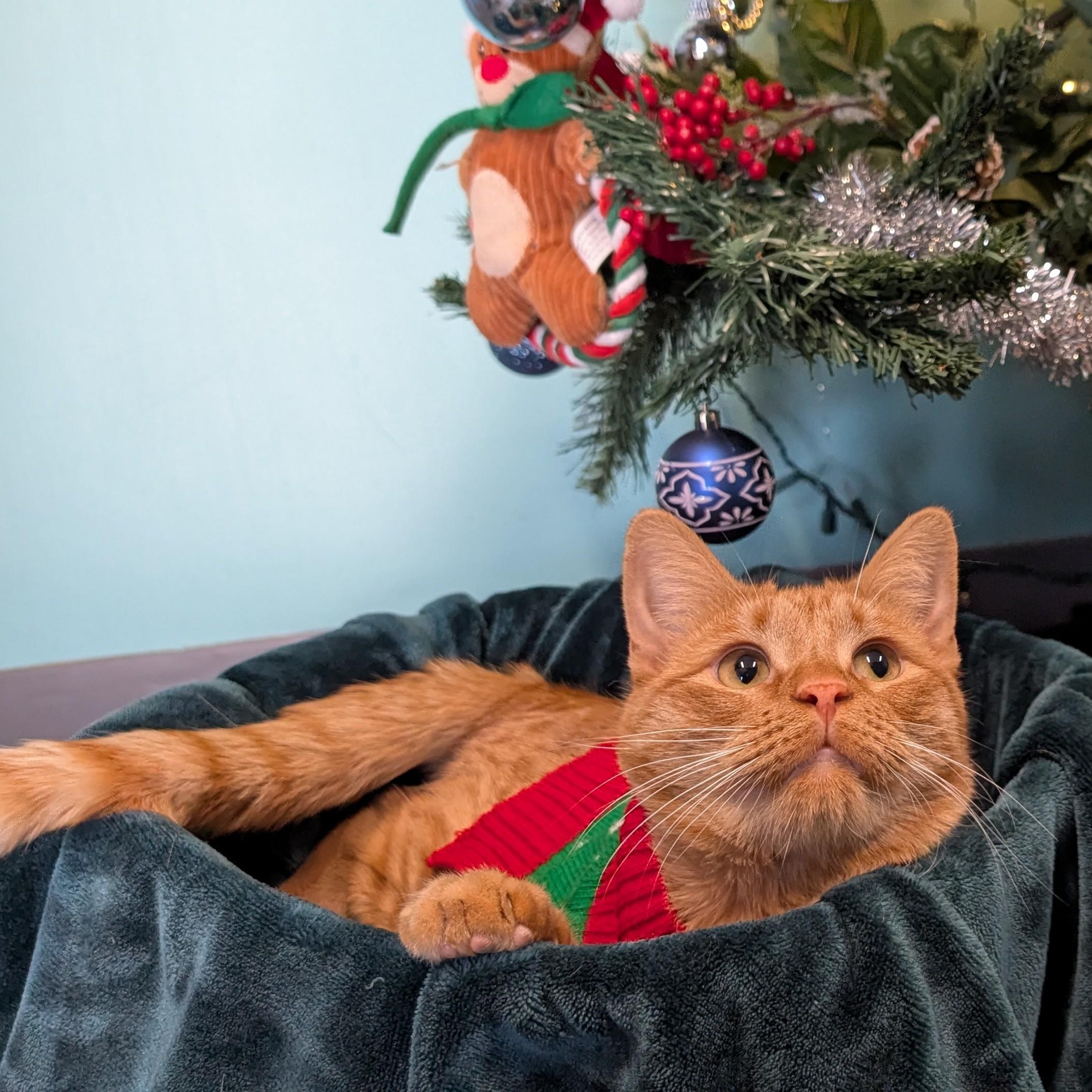 Enlarge Cheetos, a ADOPTABLE Domestic Short Hair in Lowell, AR image 4/5